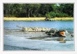 Ouganda   Crocodiles  - Années 1980s - Oeganda