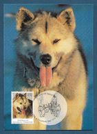 AAT 1994  Mi.Nr. 98 , The Last Huskies - Maximum Card - First Day Of Issue 13. January 1994 - Maximum Cards