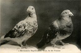 Noyon * Colombophilie * L'hirondelle Noyonnaise , Deux AS De France * Colombophile Colombe Pigeon  * CPA Ancienne - Noyon