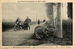 Montauban à Lafrançaise * Moto Ancienne De Marque ? Motos * Inondations 1930 , Bétail Noyé - Montauban