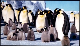 PENGUINS-ICEBERGS-MARINE LIFE-50th An OF JAPANESE ANTARCTIC RESEARCH EXPEDITION-SET OF 5 PPCs-IC-290 - Programas De Investigación