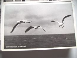 Nederland Holland Pays Bas Ameland Met 3 Zilvermeeuwen - Ameland