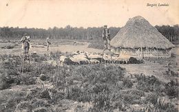 Landes     40      Non Localisé  .Échassiers Et Bergers : Bergers Landais    (voir Scan) - Andere & Zonder Classificatie