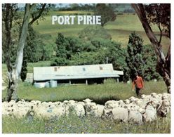 (E 11) Australia - SA - Port Pirie - Sheep - Sonstige & Ohne Zuordnung