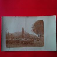 CARTE PHOTO BERGER MOUTONS - Campesinos