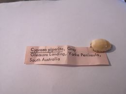 Cypraea Piperita Sth.Australia. 22mm - Coquillages