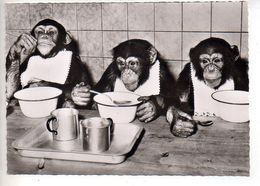 REF 508 CPSM Singe Schimpansen Im Zool Garten Wuppertal - Affen