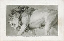 Study Of A Lion By Sir Edwin Landseer . Art Card - Lions