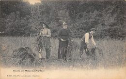 Landes Non Classés       40      Métier  Récolte Du Millet   (voir Scan) - Altri & Non Classificati