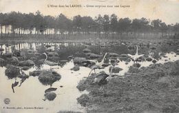 Landes Non Classés       40      Grues Surprises Dans Une Lagune       (voir Scan) - Altri & Non Classificati