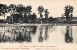 Landes Non Classés       40     Passage De La Chalosse  Une Mare Aux Oies    (voir Scan) - Andere & Zonder Classificatie