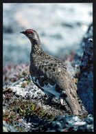 Greenland Birds  Cards ( Lot 189 ) - Groenland