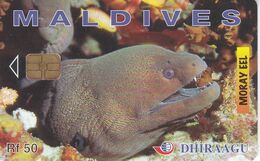 TARJETA DE MALDIVES DE UNA MORENA (MORAY EEL) PEZ-FISH - Peces