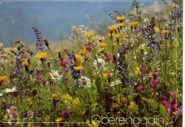 Oberengadin - Fleurs Des Champs - Formato Grande Viaggiata – E 16 - Cham