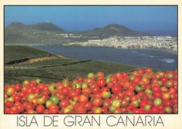 ISLA DE GRAN CANARIA - LAS PALMAS CULTIVO DE TOMATES - La Palma