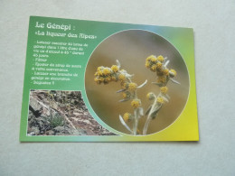 Le Génépi Jaune - Artemisia Mutellina Ou Armoise - Commentée - Lans 616 - Editions Images Des 4 Saisons - - Plantas Medicinales