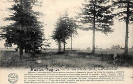 Hautes Fagnes - Li Paveïe Dé Diâl à Baronheid (Belgique Historique 1913) - Jalhay
