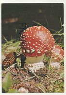 Champignon. Amanita Muscaria - Mushrooms