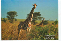 Wild Life Friends. Greetings From Uganda (Girafe), Carte Postale Neuve Non Circulée - Ouganda