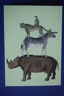 Modern Postcard -   - Rhino, Rhinoceros - Zebra - Cheetah - Rhinoceros