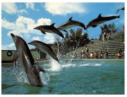 (G 1) Australia - QLD - Dolphin Show - Gold Coast