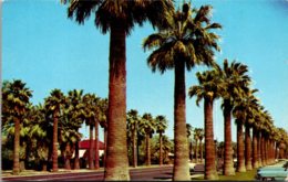 Arizona Phoenix Palm Lined Central Avenue Adjacent To Public Library - Phoenix