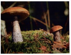 (G 2) Mushroom (Poland ?) - Mushrooms