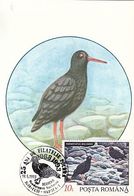 ANIMALS, BIRDS, BLACK OYSTERCATCHER, CM, MAXICARD, CARTES MAXIMUM, 1993, ROMANIA - Cigognes & échassiers