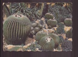 COUSSINS DE BELLE MERES - Cactusses