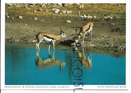 Springbock/ Gazelle. Etosha National Park. - Namibië