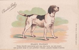 Cartes Postales Thèmes Illustrateurchien  " Braque Français  " Chien D’arrêt - Zsolt