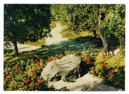 Bad Fallingbostel - Grab Von Hermann Löns In Der Lüneburger Heide - Fallingbostel