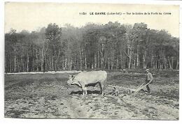 LE GAVRE - Sur La Lisière De La Forêt Du Gavre - Le Gavre