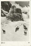 AK Gams / Gemsen Im Winter Im Hochgebirge Bei Garmisch ~1950 #65 - Andere