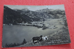 Grisons Lago Poschiavo Con Capre Chèvre NV - Poschiavo