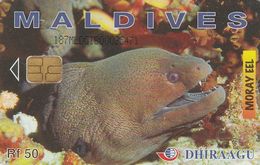 Maldives, 187MLDGIB, Moray Eel, 2 Scans - Maldive