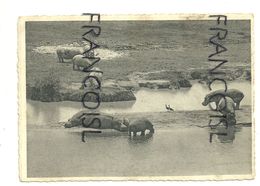 Hippopotames Et Oies D'Egypte. Bugugu. Parc National Albert. Photo E. Hubert. Phototypie A. Dohmen - Hippopotamuses