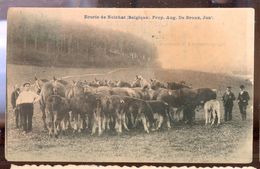 Cpa Noirhat  1910   Chevaux - Genappe