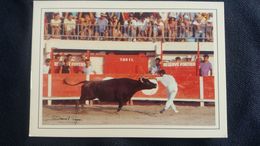 CPM ART ET NATURE 40 COURSE CAMARGUAISE RAZE DE BOURMEL MORADE DANS LES ARENES PHOTO PAYAN ED DU SOLEIL TAUREAU - Tauri