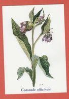 CP PLANTES MEDICINALES 2 Consoude Officinale - Plantes Médicinales