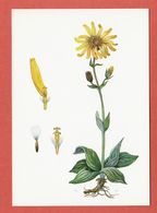 CP PLANTES MEDICINALES 5 Arnica - Piante Medicinali