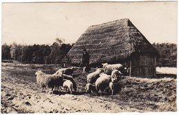 Rijssen De Schaapskooi Schapen M829 - Rijssen