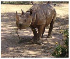 (H 18) Rhinoceros (2 Cards) - Rhinozeros