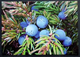 Greenland  Cards,Mountain Juniper( Lot 270 ) - Groenlandia