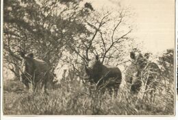 CPSM Th. Animaux ,White Rhinoceroses In The  Umfolosi Reserve , Zululand , Ed. Lierbert Lang - Rhinoceros