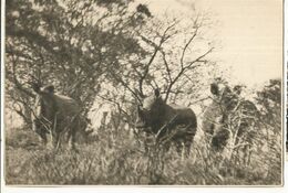 CPSM Th. Animaux ,White Rhinoceroses In The  Umfolosi Reserve , Zululand , Ed. Lierbert Lang - Rhinocéros