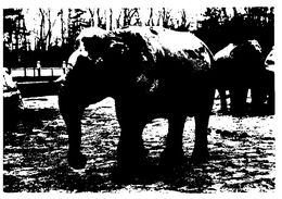 (I 5) France - (black & White Card) Paris Elepant In Zoo De Vincennes (+ - Alice Springs