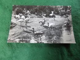 VINTAGE NETHERLANDS: ALPHEN Vogelpark Avifauna B&w Flamingos - Alphen A/d Rijn