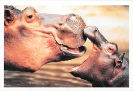 Ippopotami. Non Viaggiata - Hippopotames