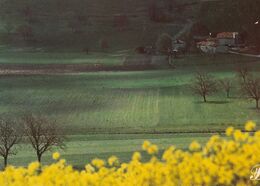 Cpm 10x15. PRESTIGE . CHARENTE . N° 16-P58  Bordure De Fleurs Jaunes Sur Champs Verts - Fotografía